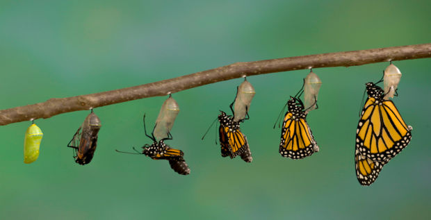 Monarch butterflies at various stages of development on a tree branch
