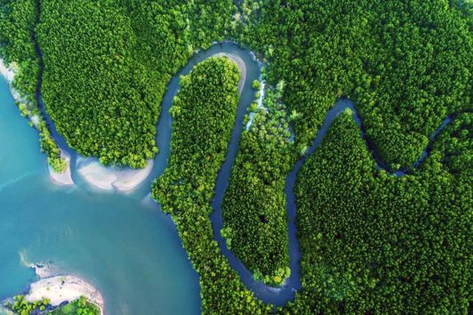 winding river surrounded by green lush forests joining the sea