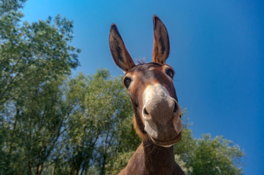 donkey looking down at the camera with blue sky above